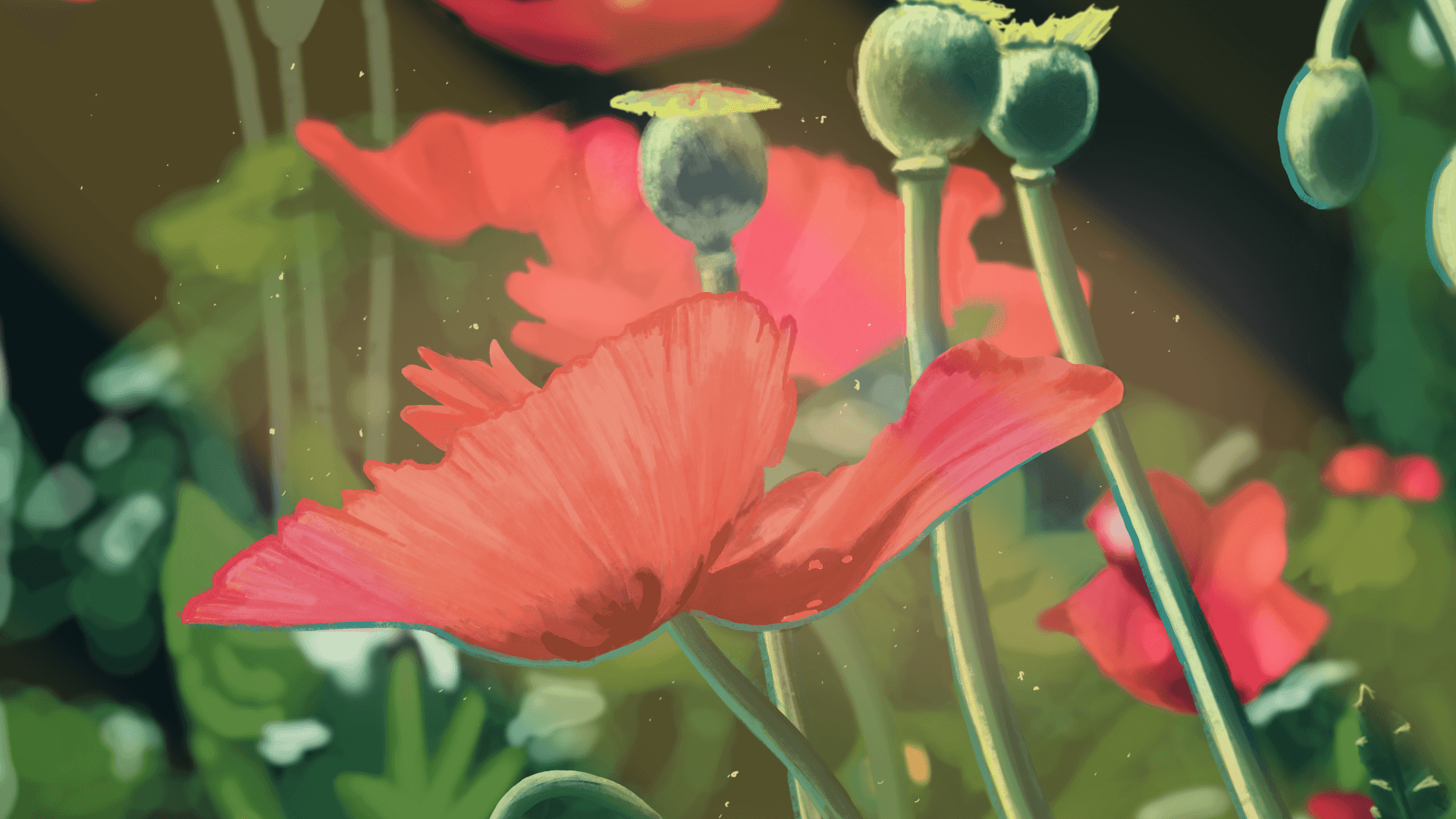 Painterly poppies in the summer with the warming glow of the sun beaming down on them.